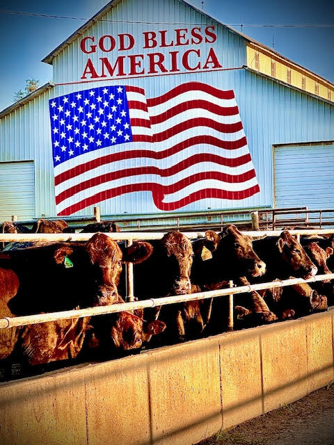 cattle and patriotic barn